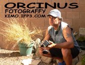 Orcinus Fotograffy